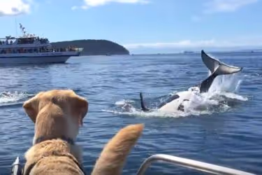 Dog watching a whale