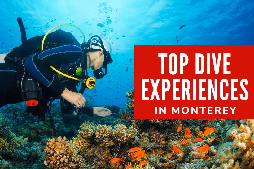 Top Monterey Dive Experiences - Person diving near corals