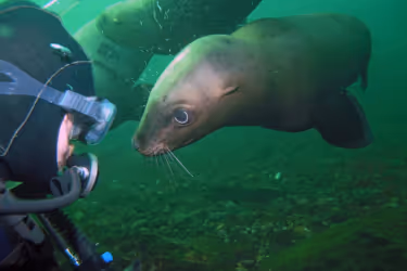 Diver and a seal