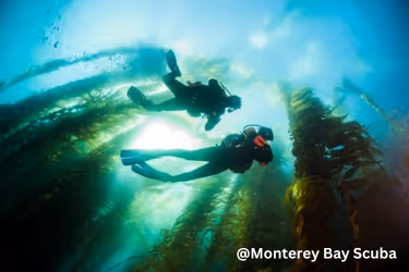 Monterey Bay Scuba