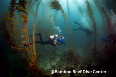 Bamboo Reef Dive Center