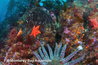 Monterey Bay Aquarium