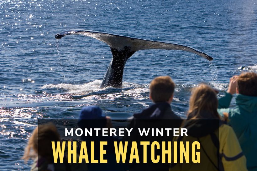 Winter Whale Watching in Monterey - Whale watching