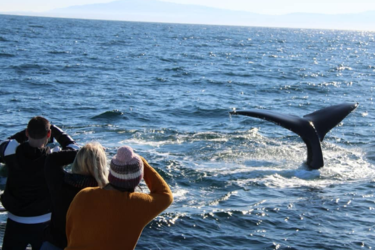 Couple of people watching the whale