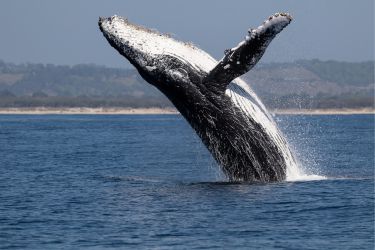 Whale jumping