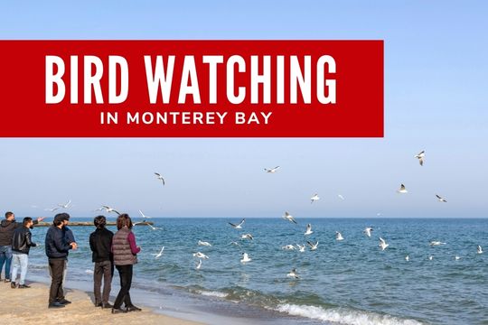 Bird Watching in Monterey Bay