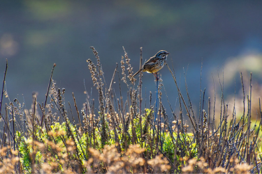 Point Lobos State Natural Reserve Bird