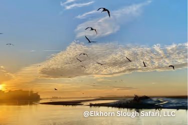 Birds flying at Elkhorn Slough