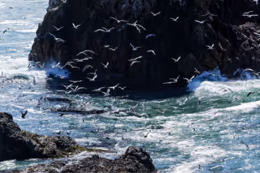 Lots of birds flying over the water
