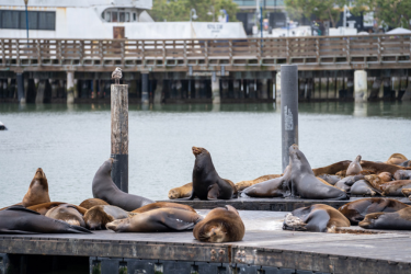 Sea lions in the harbor