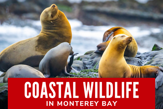 Coastal Wildlife in Monterey Bay - Sea Lions