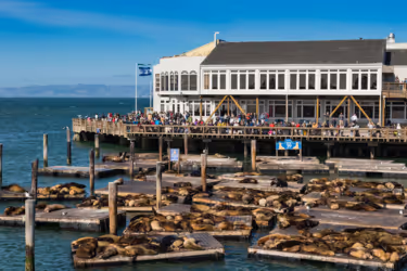 image of a bunch of sea otters resting
