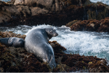 Sea Lion at Asilomar State Beach
