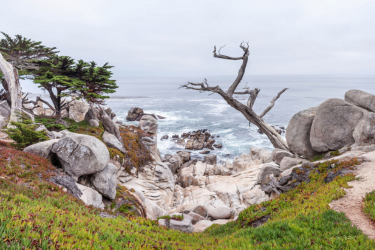 Ghost Tree at Pebble Beach