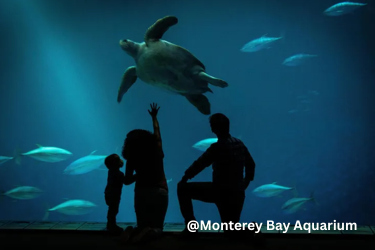 Monterey Bay Aquarium - Kids with a sea turtle