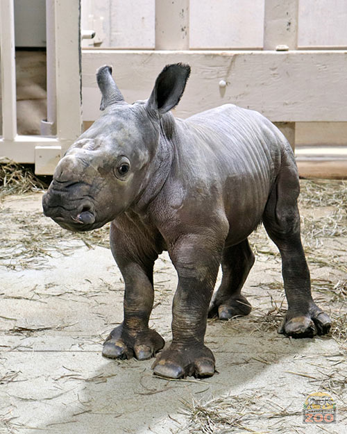 Lions looking down at guest from atop Pride of the Prairie cave