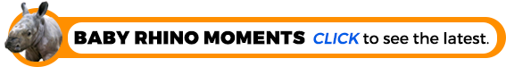 Baby Rhino Banner Link to Updates