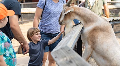 Child feeding a goat at Kid's Country