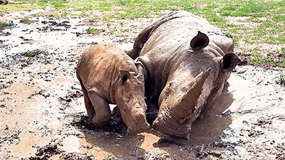 Creed and Mama mud wallowing