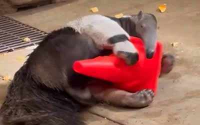 Anteater playing with traffic cone