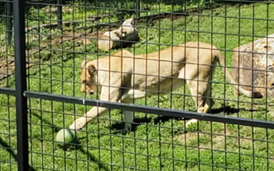 Lion playing with ball