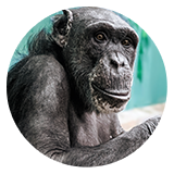 chimpanzee