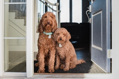 It’s hard not to worry about your family pet while you’re traveling. You can’t bring them everywhere (although we wish we could). Whether you're heading out for your Spring Break trip or a weekend getaway, you’ll need to prepare for your pet's care. Read on to learn tips to help you prepare and bring you peace of mind for your pet's safety while you’re away.