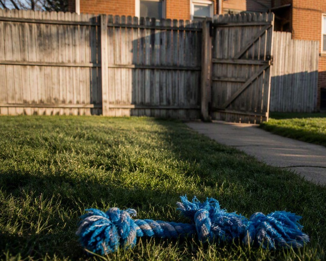 A blue rope lies on the grass in front of a wooden fence, contrasting with the green lawn. 