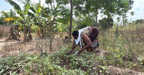A farmer manages her sweetpotato field. Photo by Katherine Nolan for AidData, used with permission.