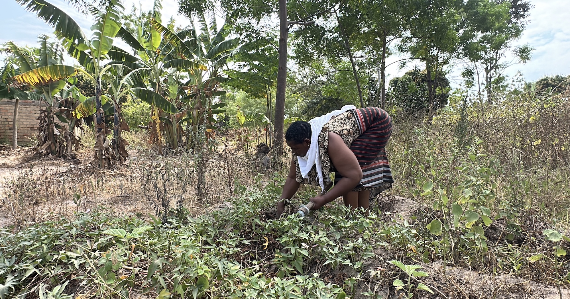 A farmer manages her sweetpotato field. Photo by Katherine Nolan for AidData, used with permission.