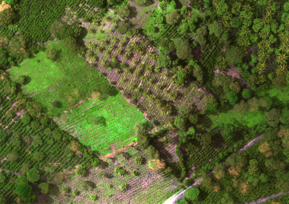 Drone imagery around coffee fields in Honduras. Collected by Dr. Matthew Hansen and the Global Land Analysis and Discovery (GLAD) laboratory team from the University of Maryland.