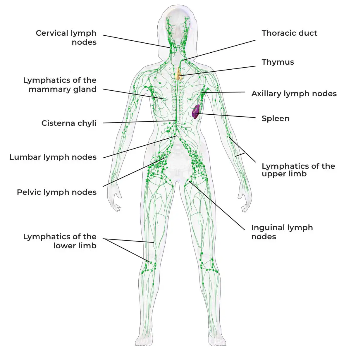 The lymphatic system