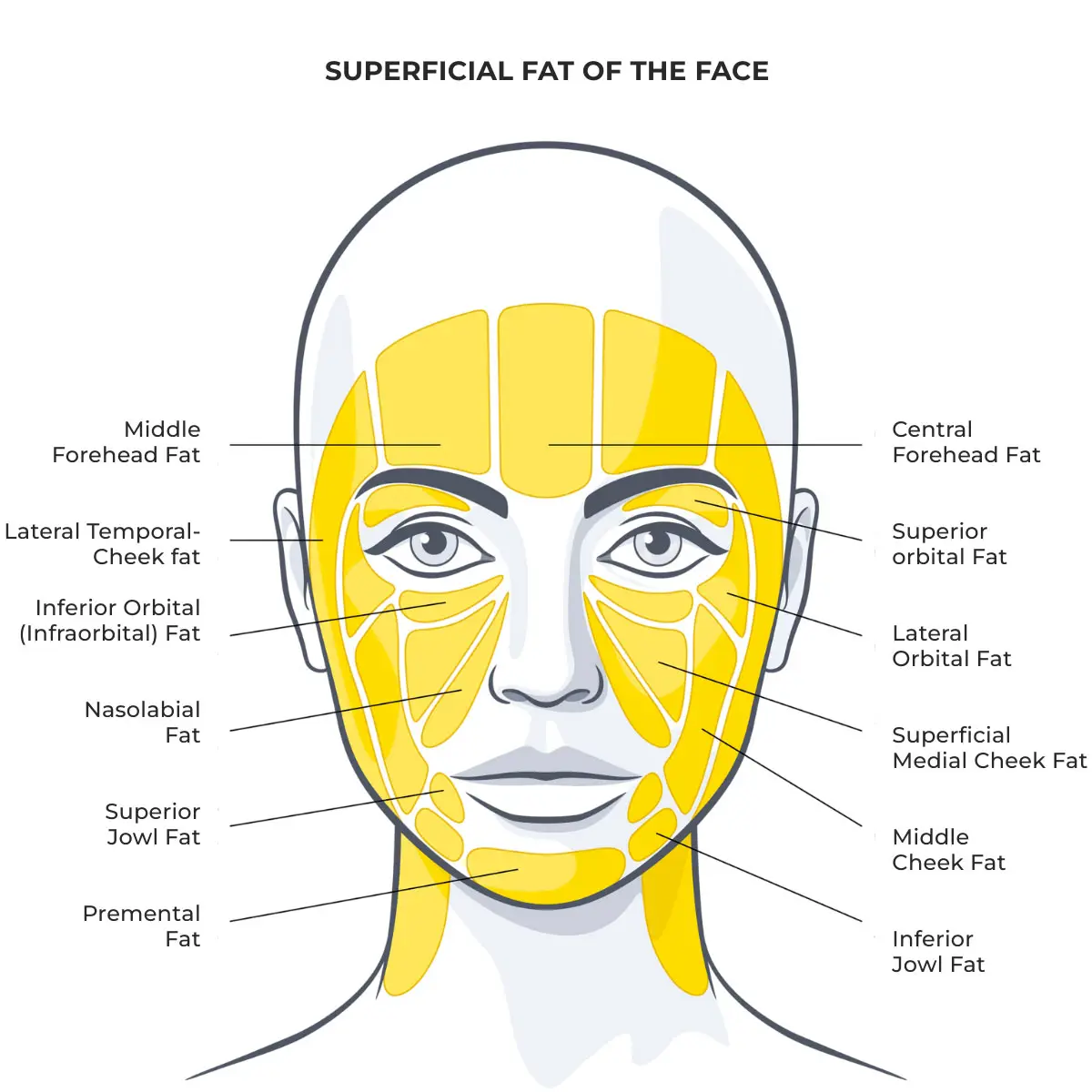 Superficial fat of the face vector