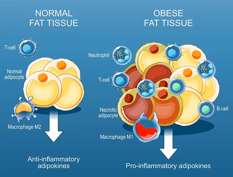 Fat cell