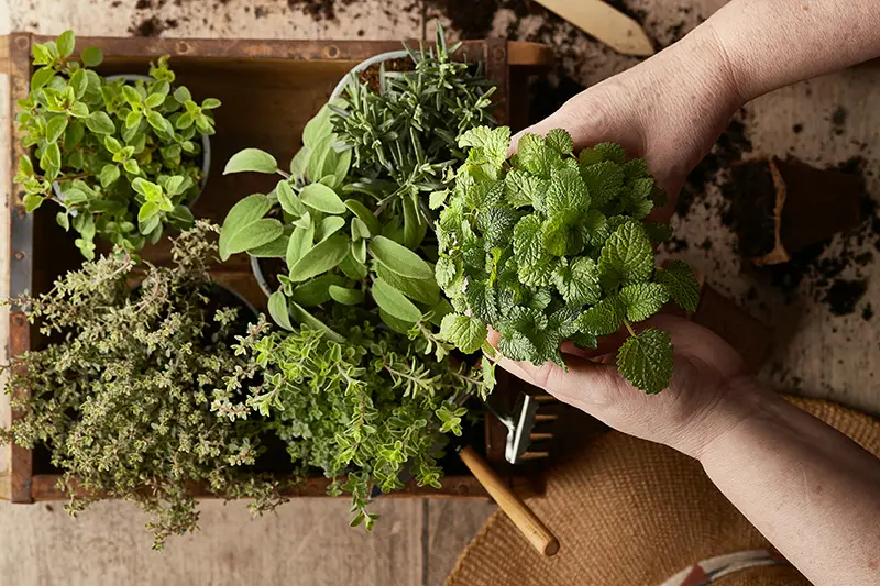 Herbs that help with inflammation