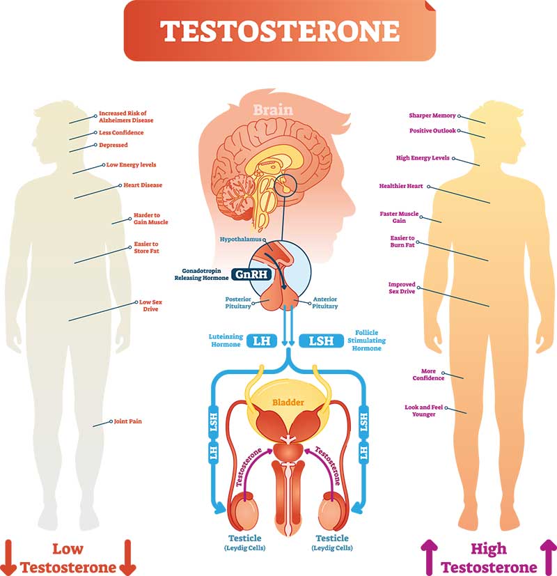 Testosterone