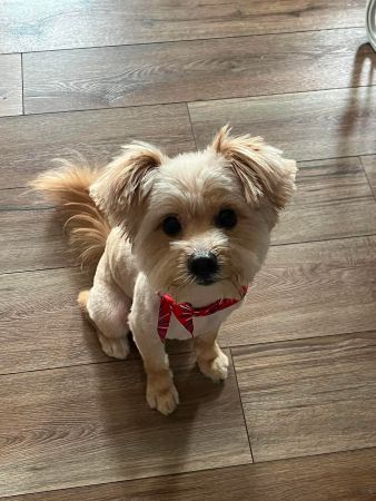 Teddy