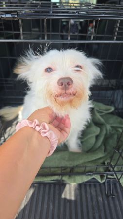 Biscuit