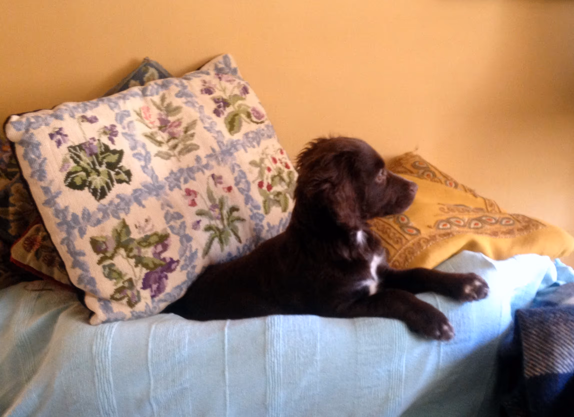 Jo Aldridge Property Hound