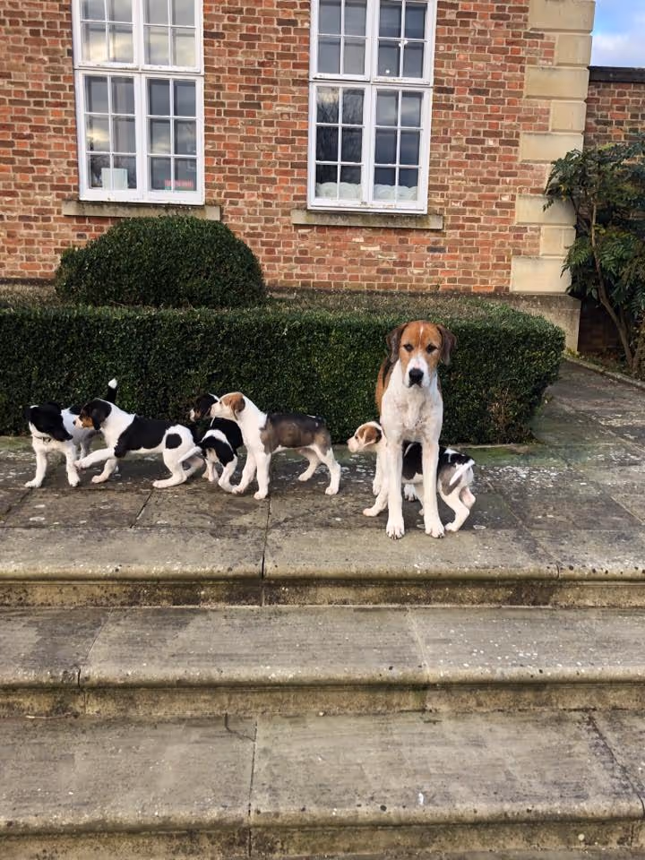 Jo Aldridge Property Hound