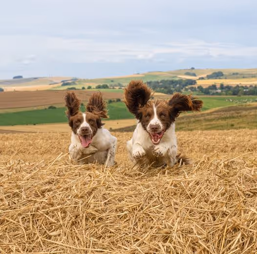 Jo Aldridge Property Hound Blog image