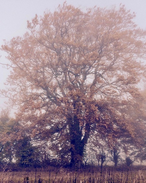 Jo Aldridge Property Hound Blog image