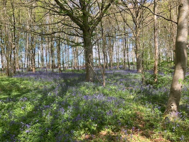 The Property Hounds image of Bluebells