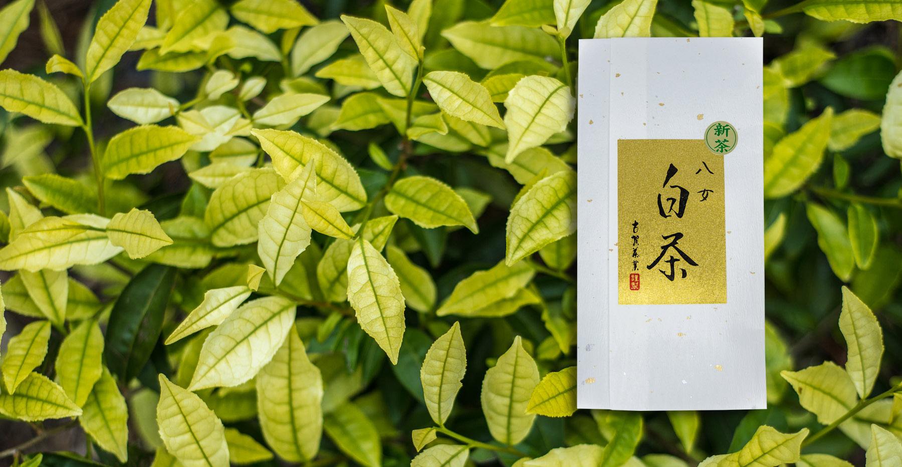 Exclusive New Product! Discover our Rare White Tea from Yame