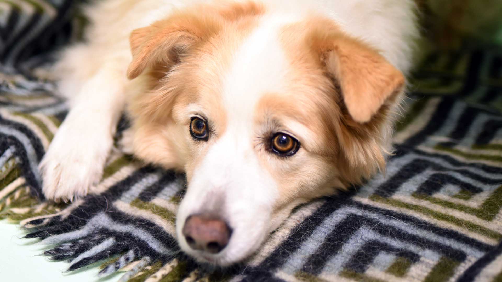 Rescue dog receiving care through a Veterinary Hospital Group welfare partnership