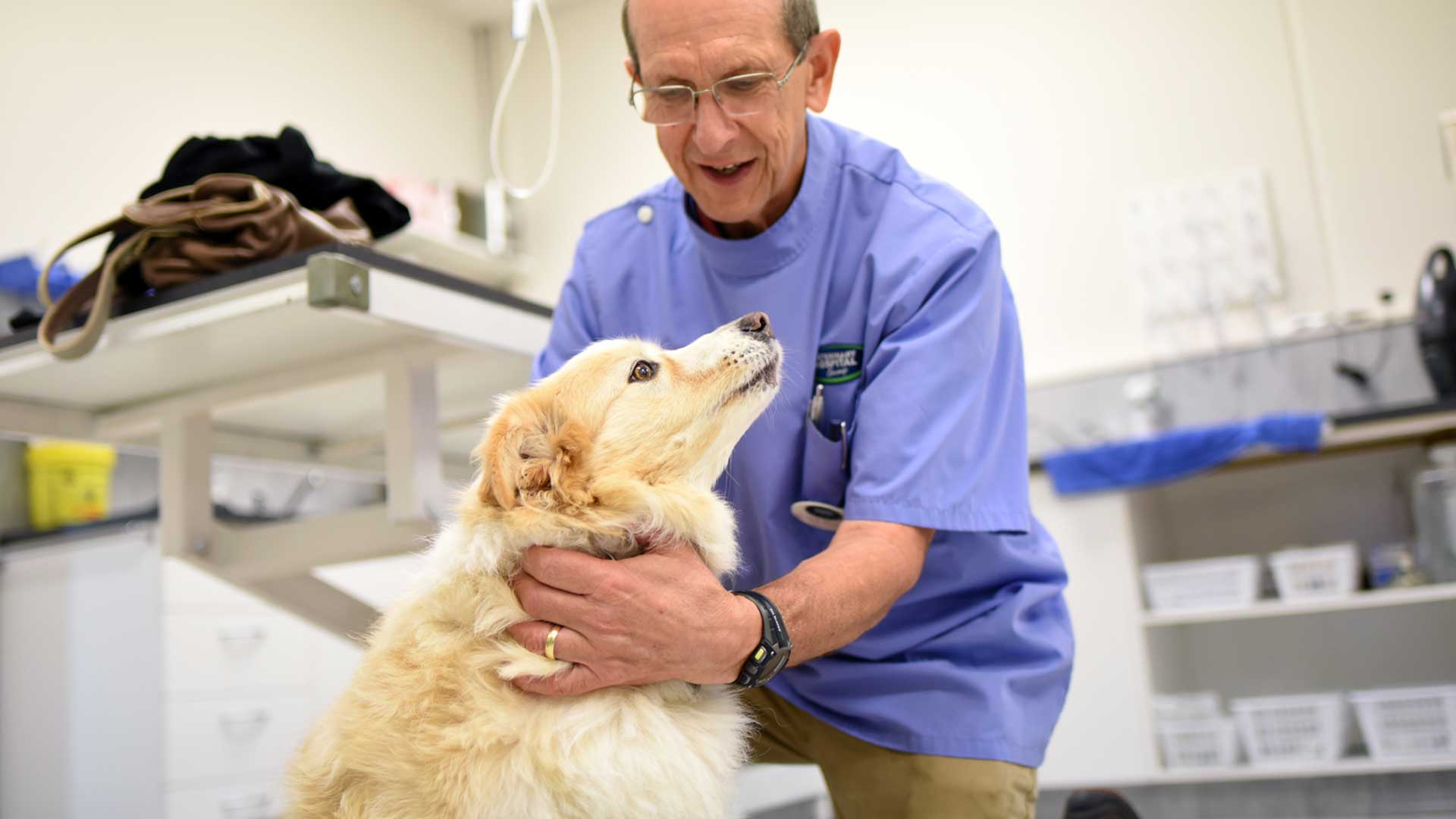 Vet performing an ultrasound scan on a dog at a Veterinary Hospital Group clinic