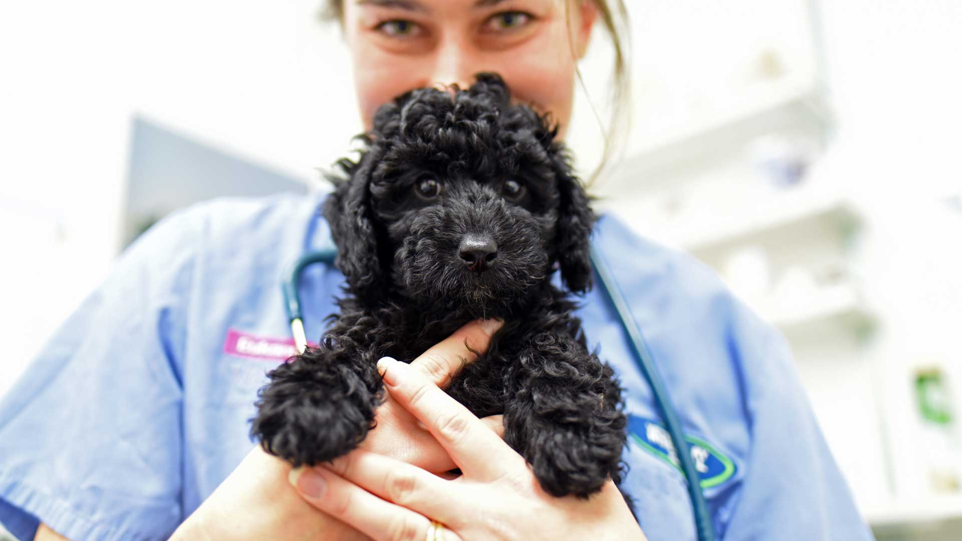Vet examining a dog during a consultation at Veterinary Hospital Group