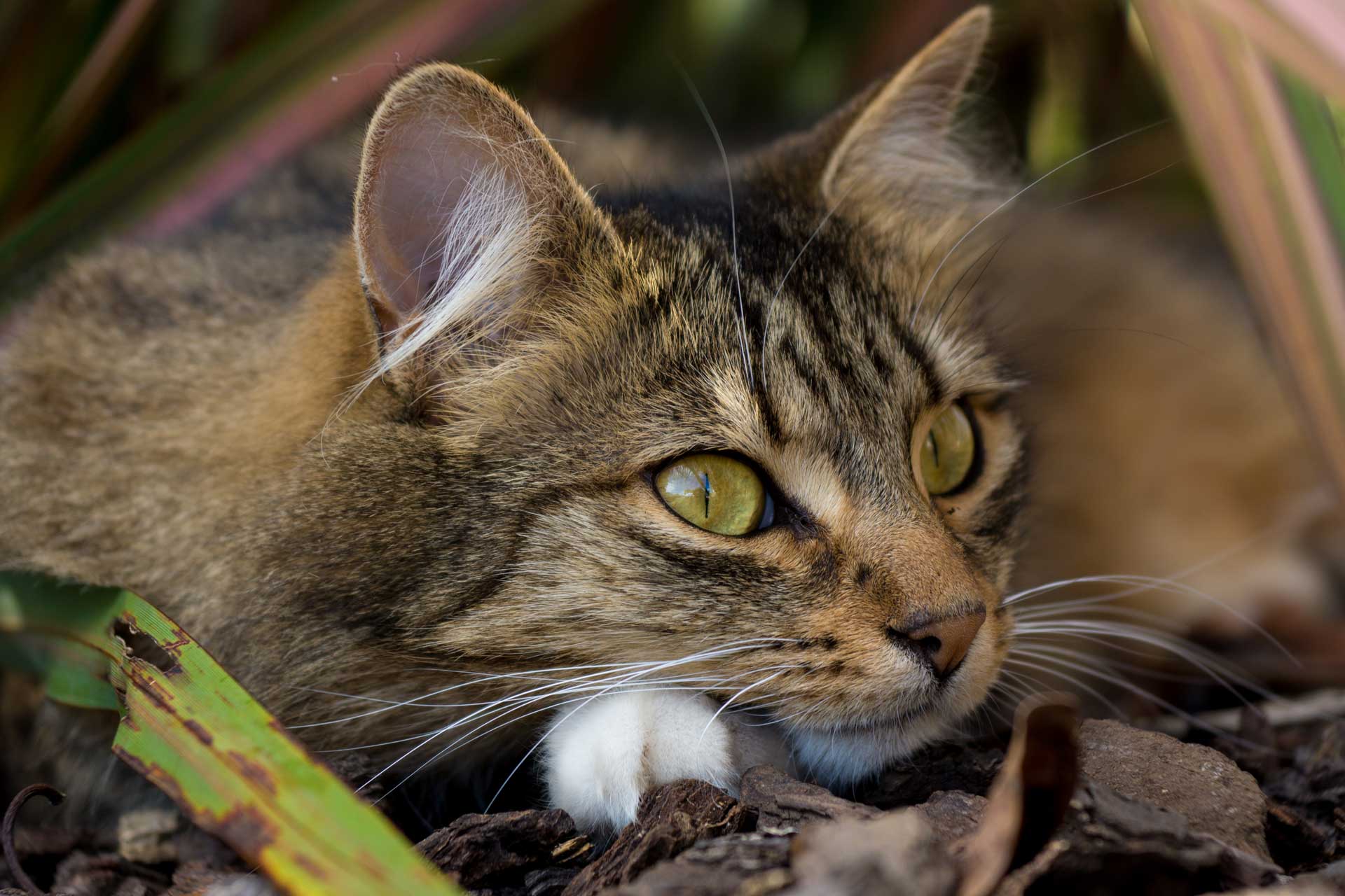 Senior cat receiving care for hyperthyroidism