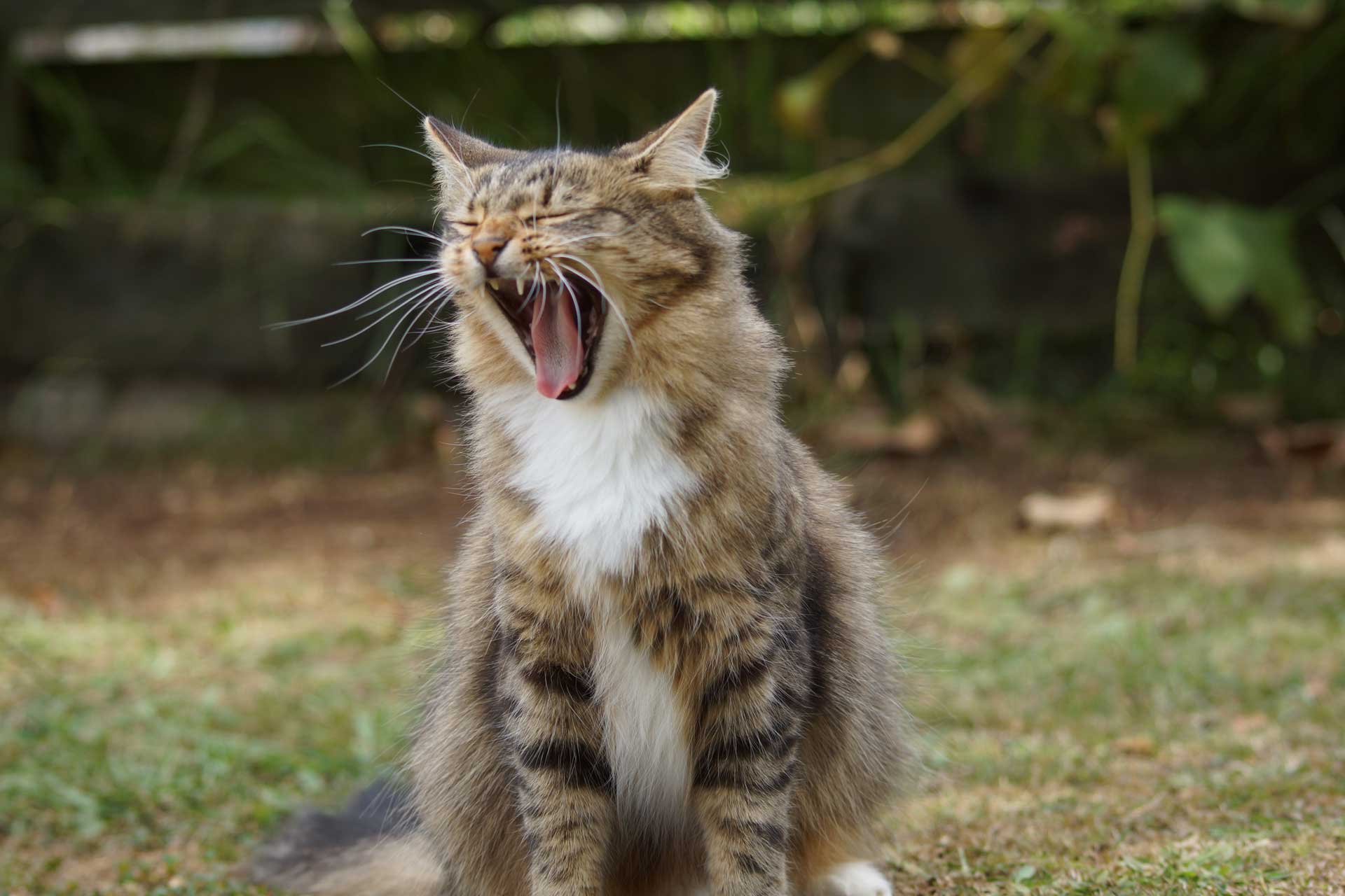 Rescue kitten cared for through a Veterinary Hospital Group welfare partnership