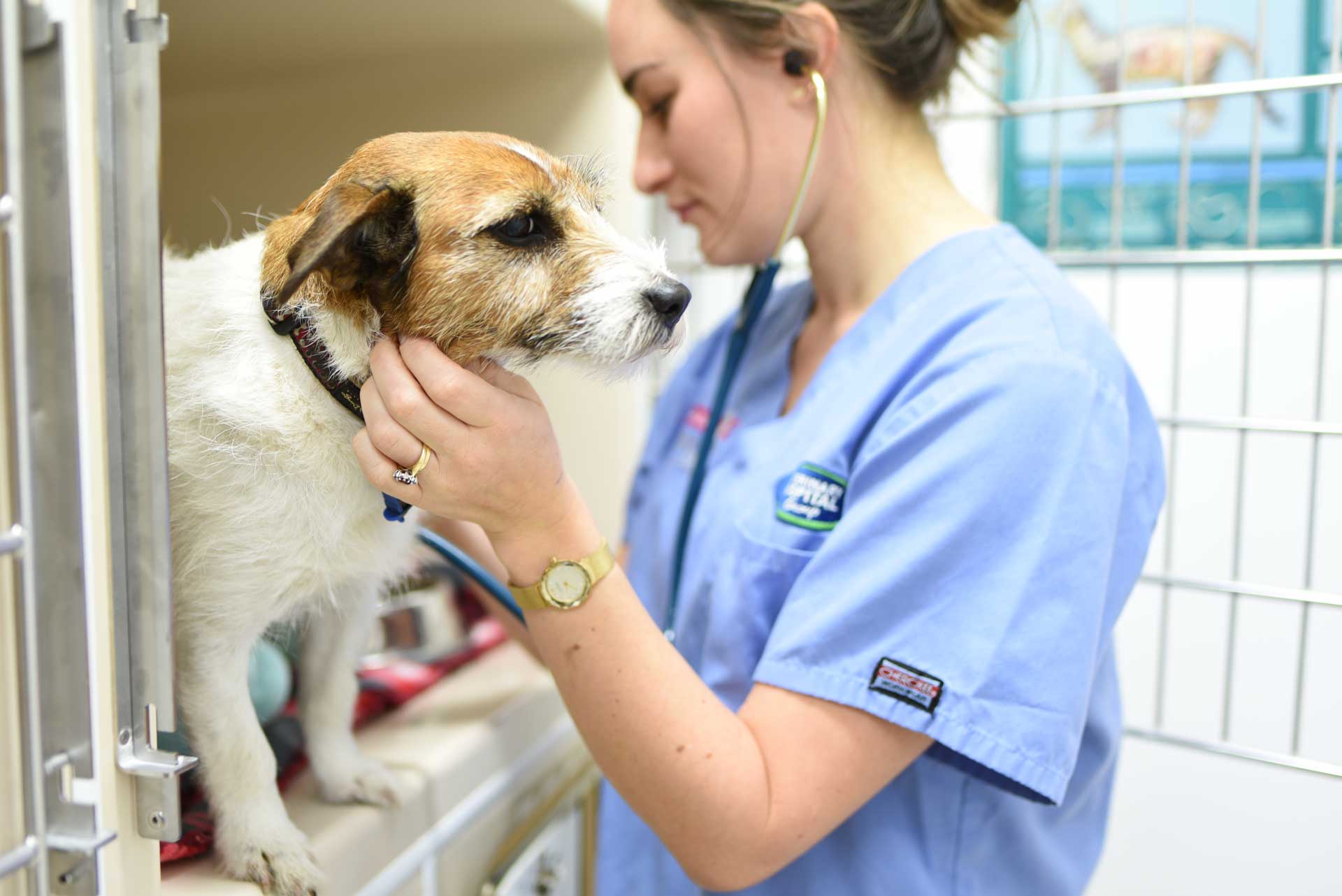 Veterinary nurse cuddling a puppy at a Veterinary Hospital Group clinic in Auckland